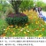 虞美人种子冰岛红色混色重瓣春秋播低矮多年生耐寒花卉花海