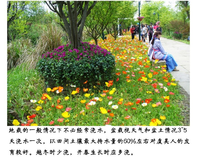 虞美人种子冰岛红色混色重瓣春秋播低矮多年生耐寒花卉花海