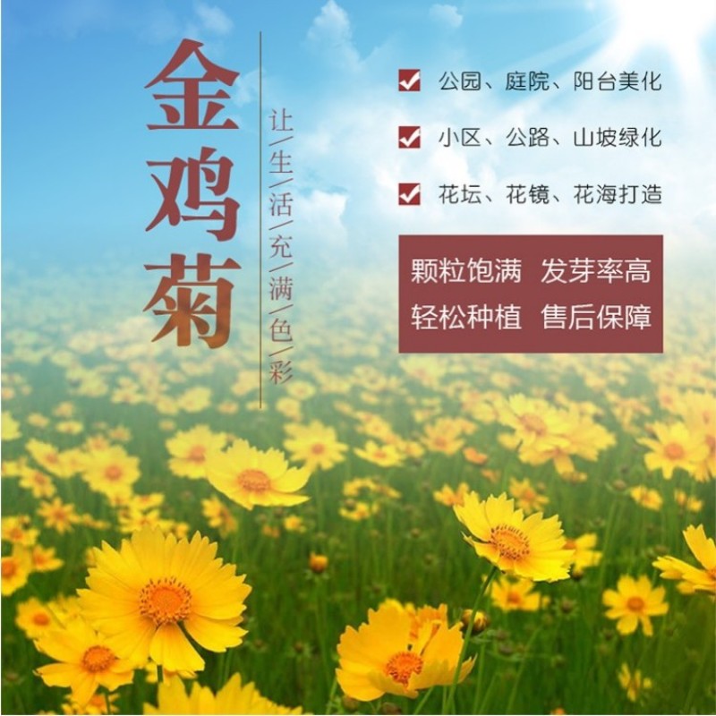 多年生大花金鸡菊种子四季播速生金钱菊花籽景观花卉花海草籽
