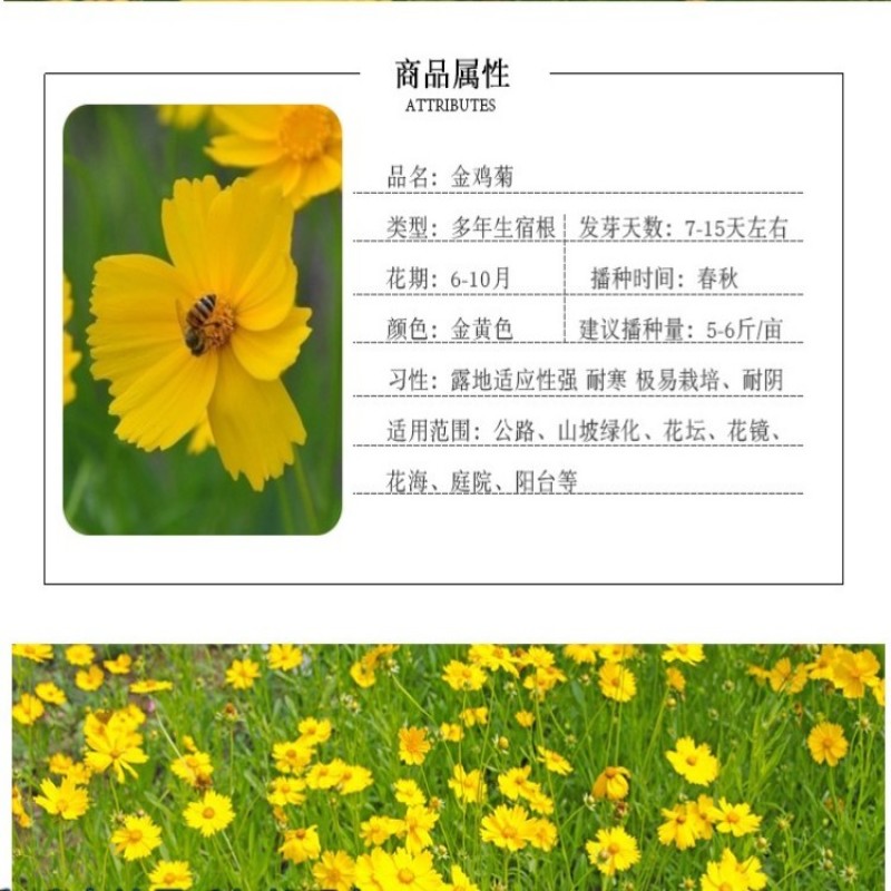 多年生大花金鸡菊种子四季播速生金钱菊花籽景观花卉花海草籽