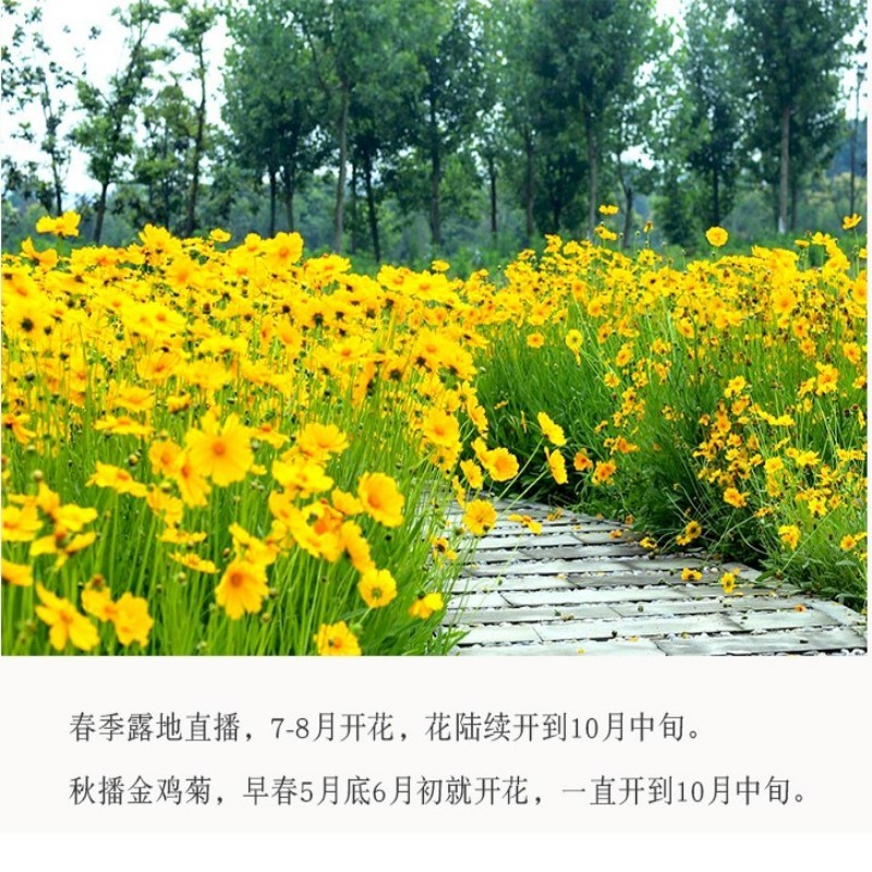 多年生大花金鸡菊种子四季播速生金钱菊花籽景观花卉花海草籽