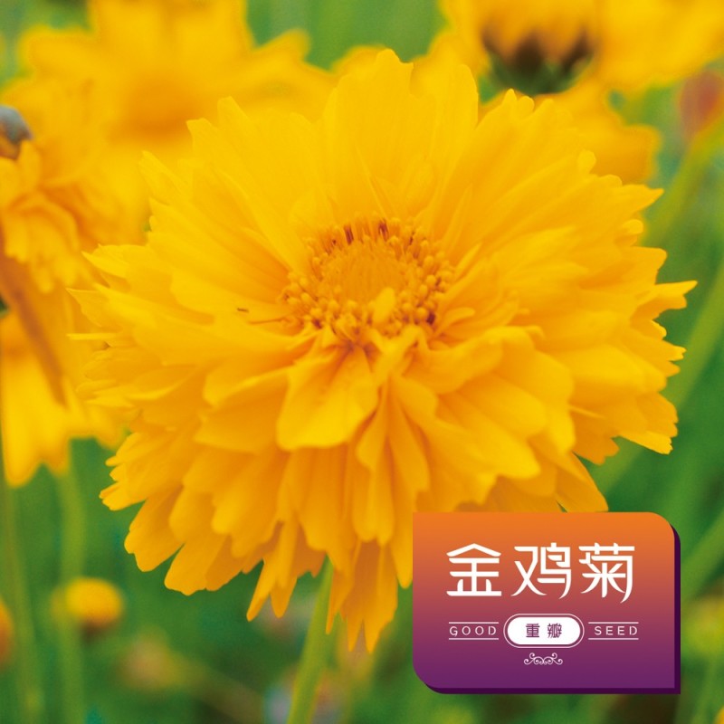 多年生大花金鸡菊种子四季播速生金钱菊花籽景观花卉花海草籽