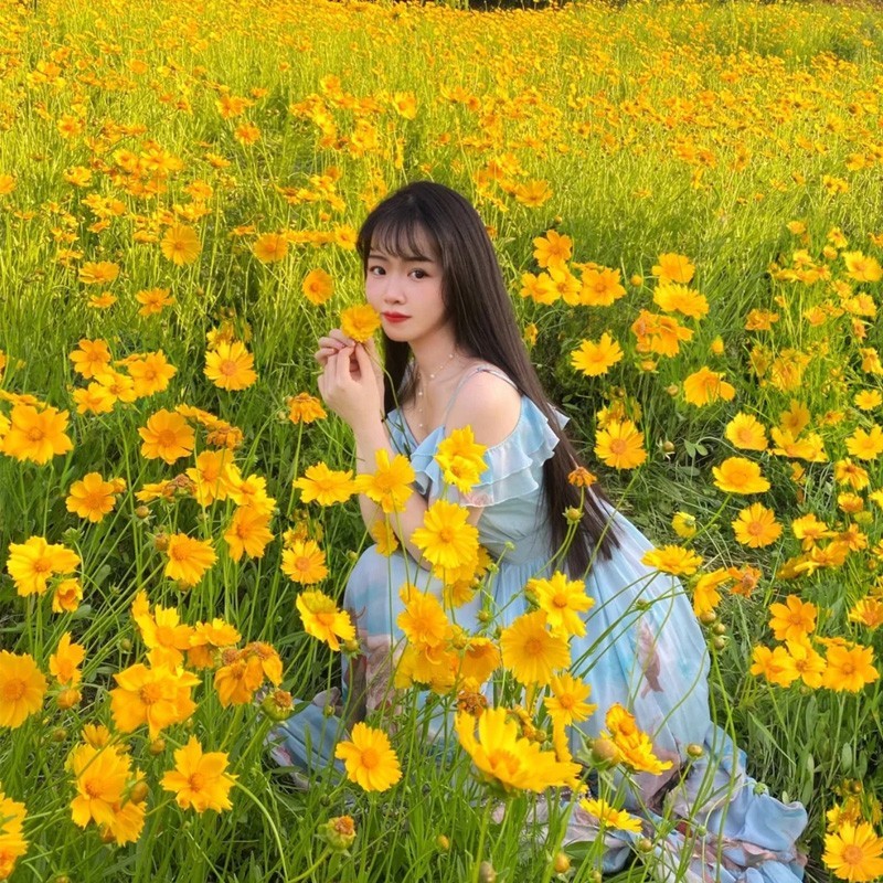 多年生大花金鸡菊种子四季播速生金钱菊花籽景观花卉花海草籽