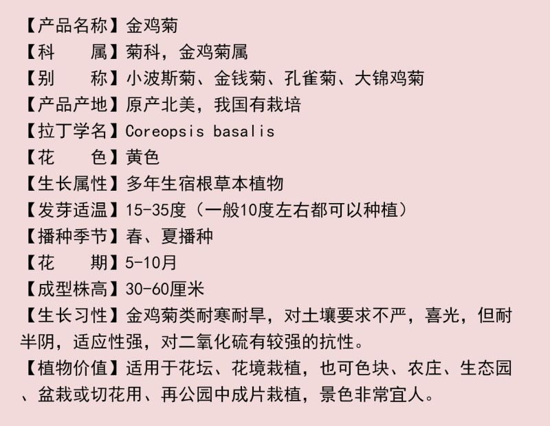 多年生大花金鸡菊种子四季播速生金钱菊花籽景观花卉花海草籽