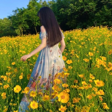 多年生大花金鸡菊种子四季播速生金钱菊花籽景观花卉花海草籽