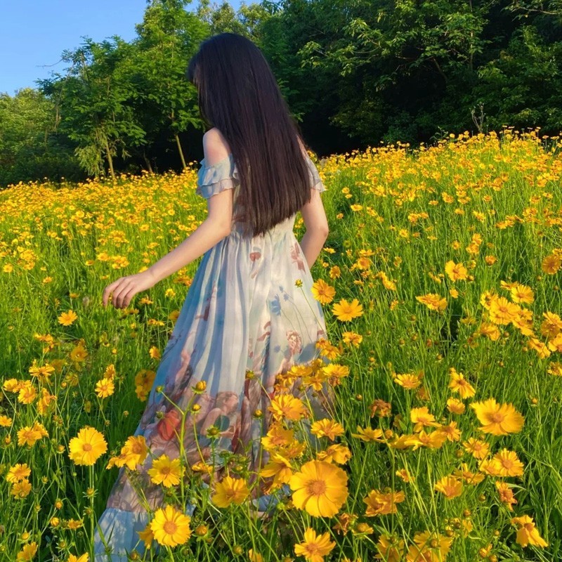 多年生大花金鸡菊种子四季播速生金钱菊花籽景观花卉花海草籽