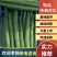 【推荐】鲜花带刺黄瓜大量供货，全国供货顶花带刺