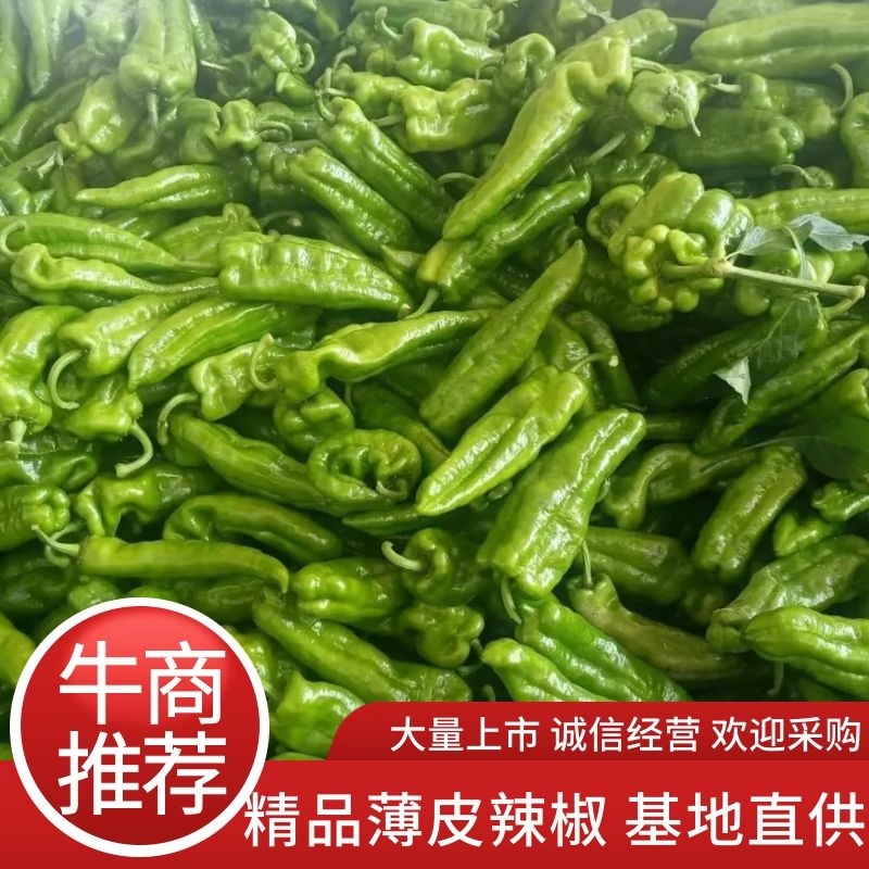 鲜辣椒薄皮辣椒线椒陇椒货源稳定货源充足量大
