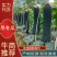 【推荐贵广西南宁地吊冬瓜吊冬瓜耐运输质量保证条形瓜
