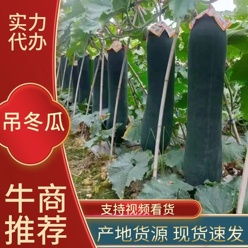 【推荐贵广西南宁地吊冬瓜吊冬瓜耐运输质量保证条形瓜