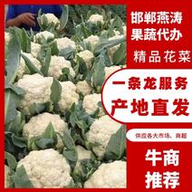 精品花菜，有基地供货，大型冷库打冷各种包装，合作共赢。