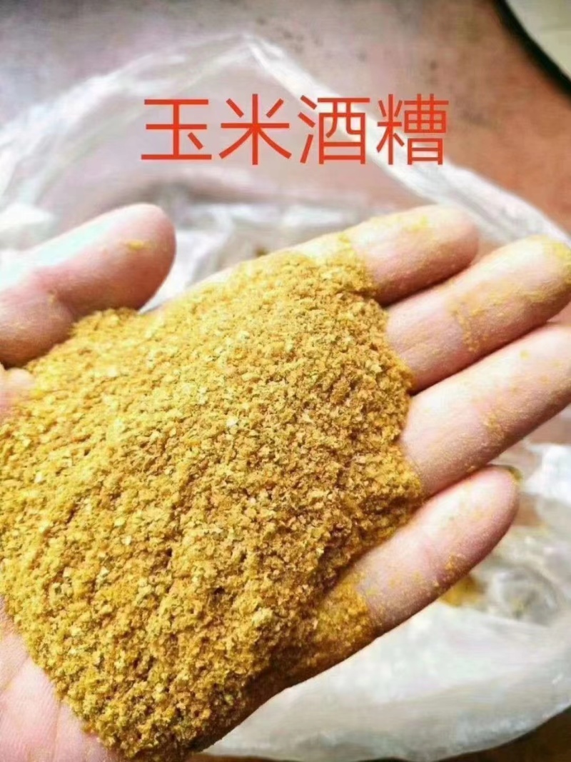 优选原料玉米酒糟货源稳定品质保证欢迎来电