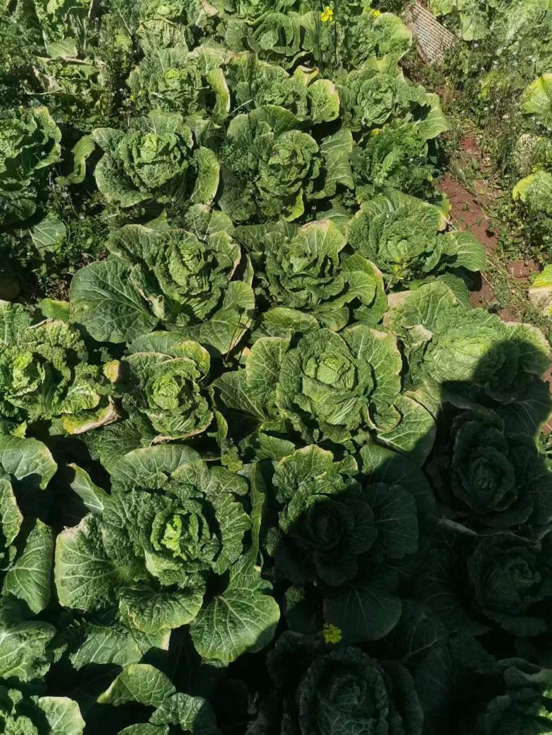 小提头秋绿60白菜质量保证价格实惠全国发货欢迎咨询