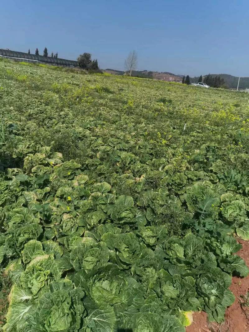 小提头秋绿60白菜质量保证价格实惠全国发货欢迎咨询