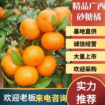 沙糖橘大量上市，皮毛光亮，一手货源品质保证