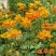 硫华菊花种子四季易活花籽孑四季播种开花庭院室外黄秋英花种