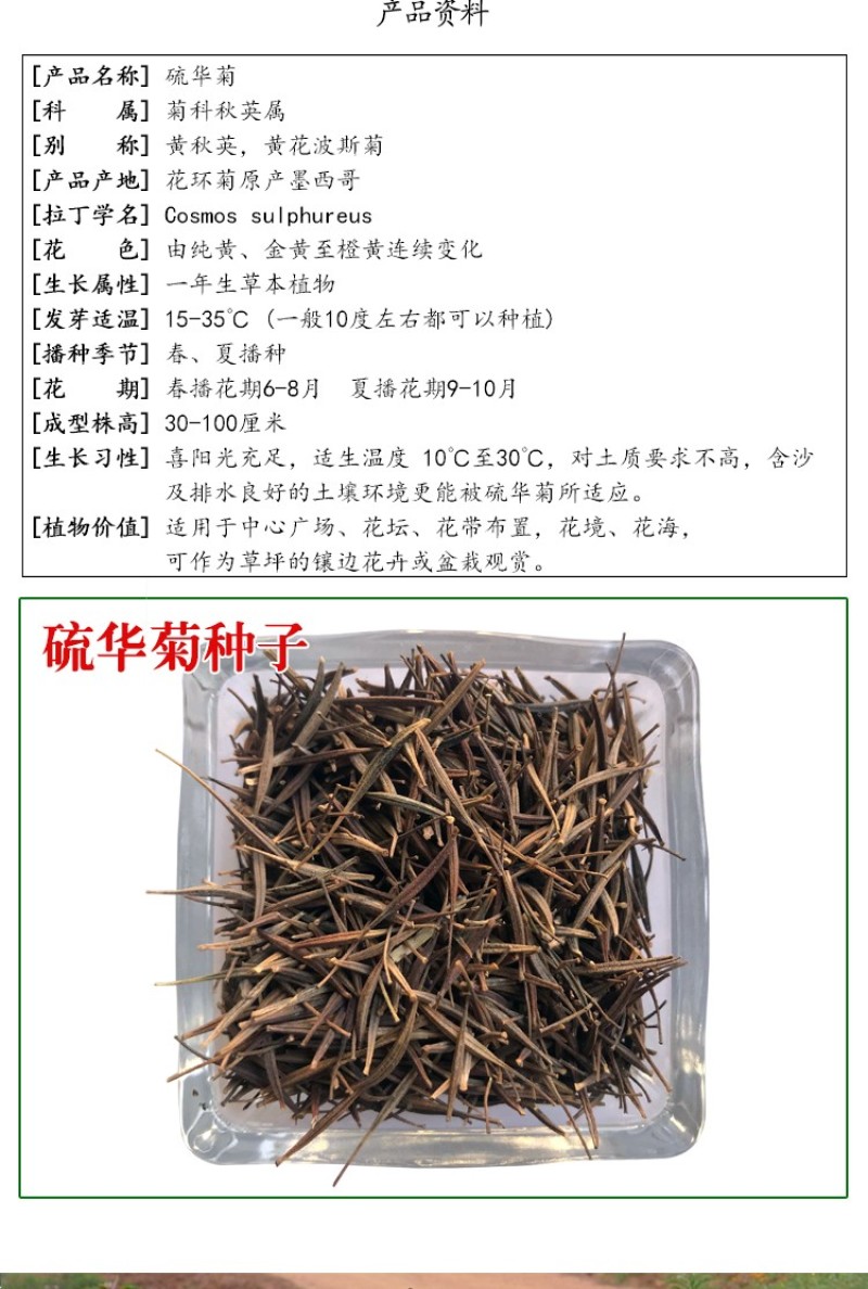 硫华菊花种子四季易活花籽孑四季播种开花庭院室外黄秋英花种