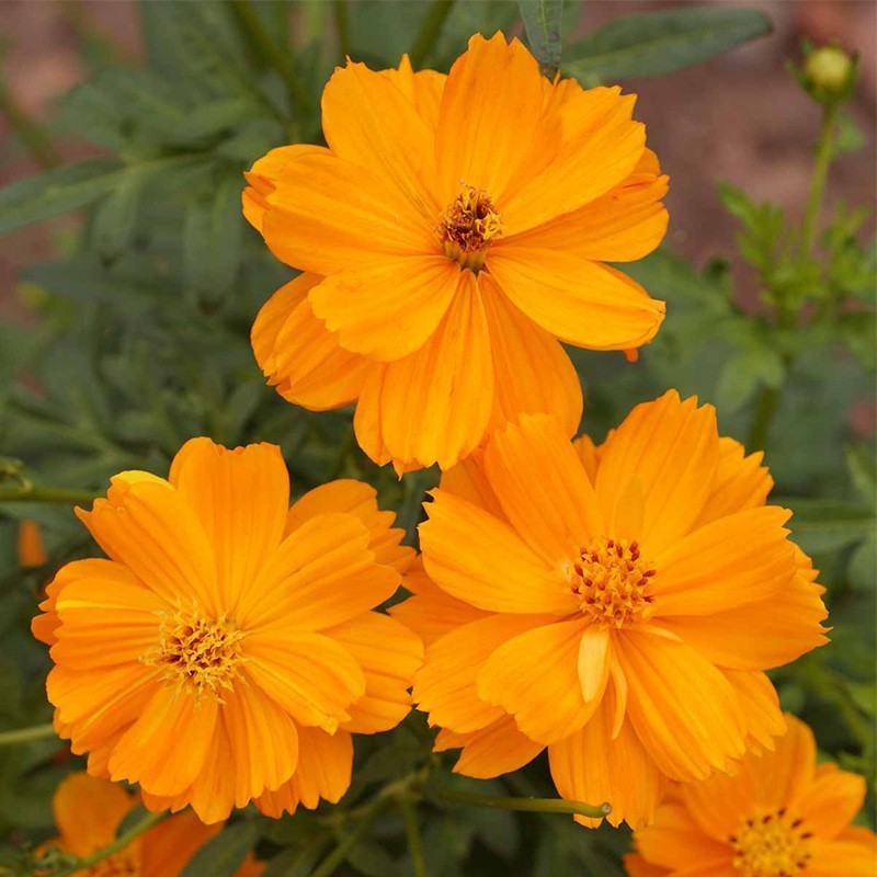 硫华菊花种子四季易活花籽孑四季播种开花庭院室外黄秋英花种