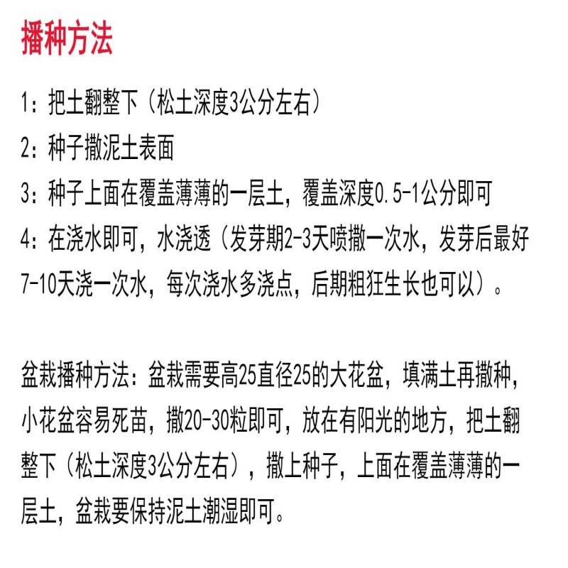 硫华菊花种子四季易活花籽孑四季播种开花庭院室外黄秋英花种