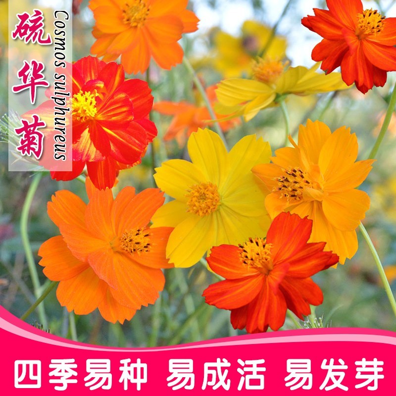 硫华菊花种子四季易活花籽孑四季播种开花庭院室外黄秋英花种