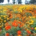 硫华菊花种子四季易活花籽孑四季播种开花庭院室外黄秋英花种