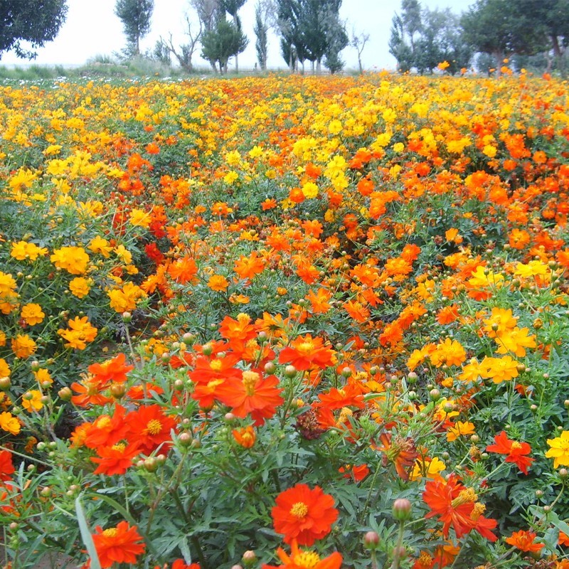 硫华菊花种子四季易活花籽孑四季播种开花庭院室外黄秋英花种