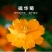 硫华菊花种子四季易活花籽孑四季播种开花庭院室外黄秋英花种