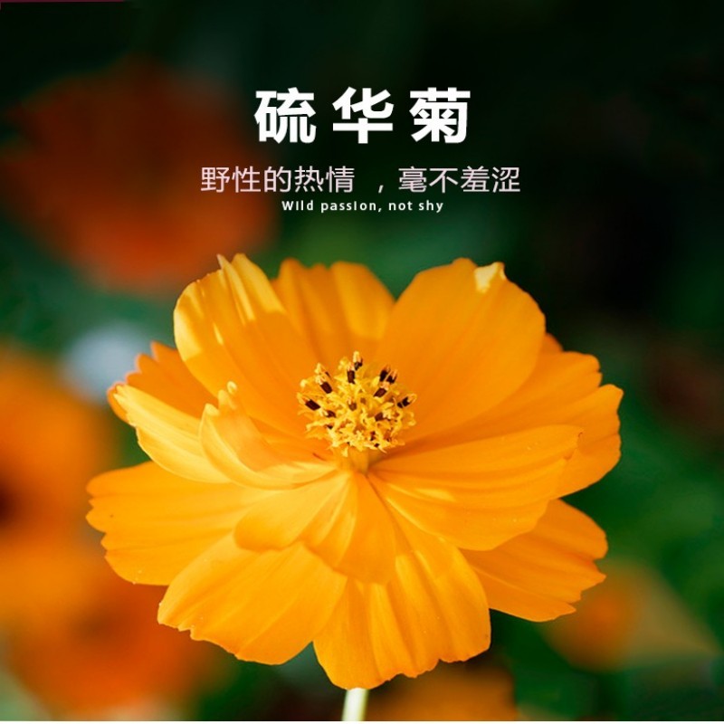 硫华菊花种子四季易活花籽孑四季播种开花庭院室外黄秋英花种
