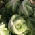 汉中白城固白花菜乳白色2斤左右，基地直发日供量100吨