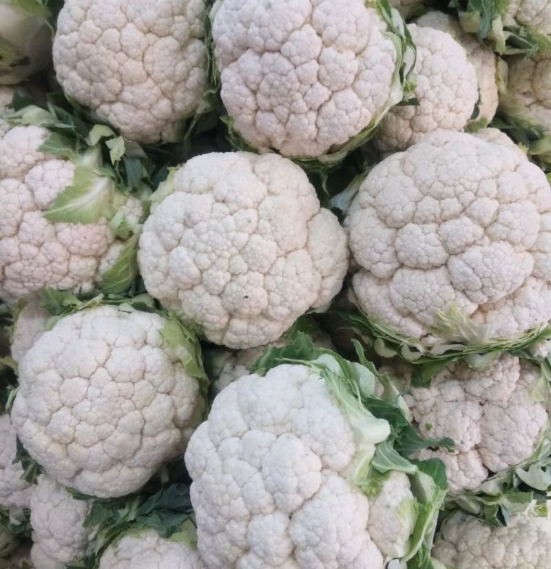 城固白实花花2~3斤紧花，乳白色个头均匀基地直发