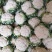 城固白实花花2~3斤紧花,乳白色个头均匀基地直发
