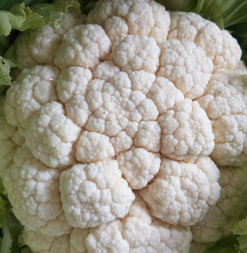 城固白实花花2~3斤紧花，乳白色个头均匀基地直发