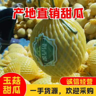 海南乐东海沙地哈密瓜玉姑，保值保量，可对接档口和平台社区