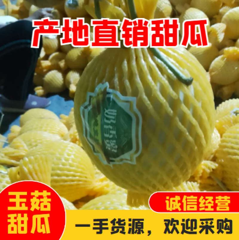 海南乐东海沙地哈密瓜玉姑，保值保量，可对接档口和平台社区