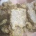 优质饲料原料棉籽饼大量走货支持视频看货价格优惠
