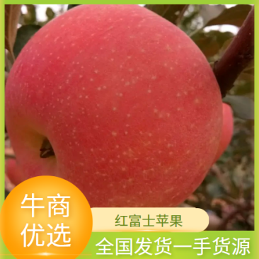 红富士苹果70mm以上纸袋全国发货，一手货源