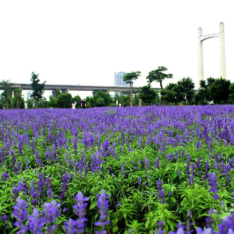 蓝花鼠尾草种子一串紫花红花四季播庭院宿根耐寒花卉景观花籽