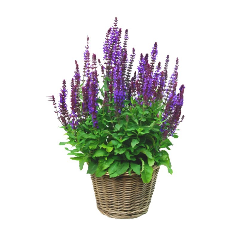 蓝花鼠尾草种子一串紫花红花四季播庭院宿根耐寒花卉景观花籽