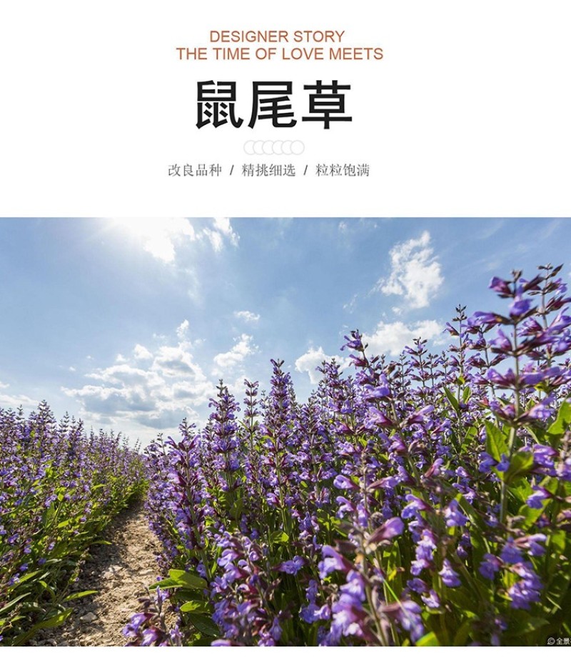 蓝花鼠尾草种子一串紫花红花四季播庭院宿根耐寒花卉景观花籽