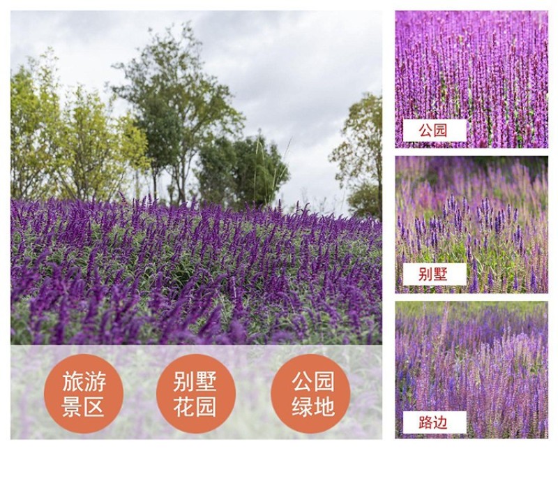 蓝花鼠尾草种子一串紫花红花四季播庭院宿根耐寒花卉景观花籽