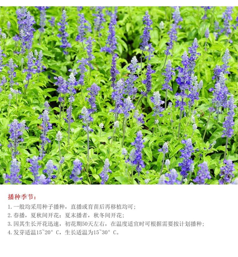 蓝花鼠尾草种子一串紫花红花四季播庭院宿根耐寒花卉景观花籽