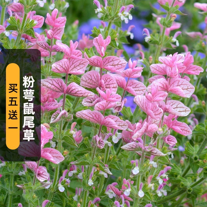 蓝花鼠尾草种子一串紫花红花四季播庭院宿根耐寒花卉景观花籽