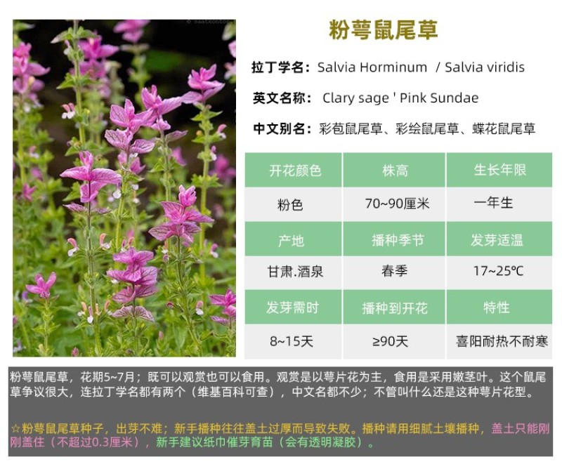 蓝花鼠尾草种子一串紫花红花四季播庭院宿根耐寒花卉景观花籽