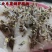 矢车菊花种四季易种蓝色矢车菊种子室外庭院绿化耐寒花卉种籽