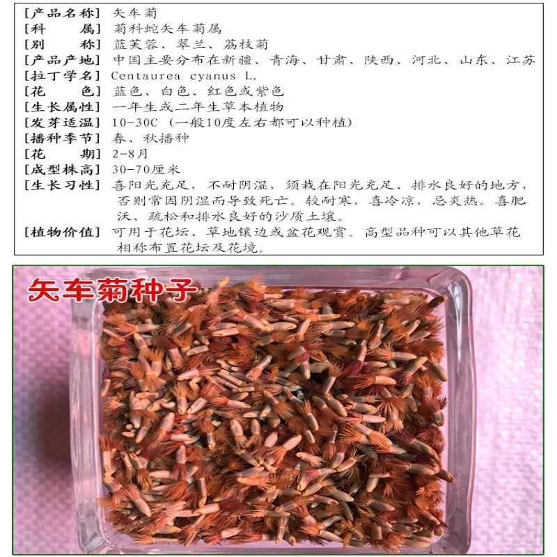 矢车菊花种四季易种蓝色矢车菊种子室外庭院绿化耐寒花卉种籽
