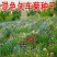 矢车菊花种四季易种蓝色矢车菊种子室外庭院绿化耐寒花卉种籽