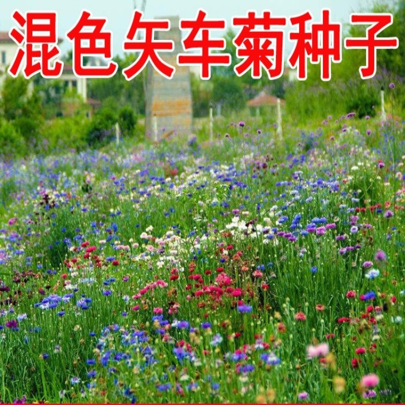 矢车菊花种四季易种蓝色矢车菊种子室外庭院绿化耐寒花卉种籽