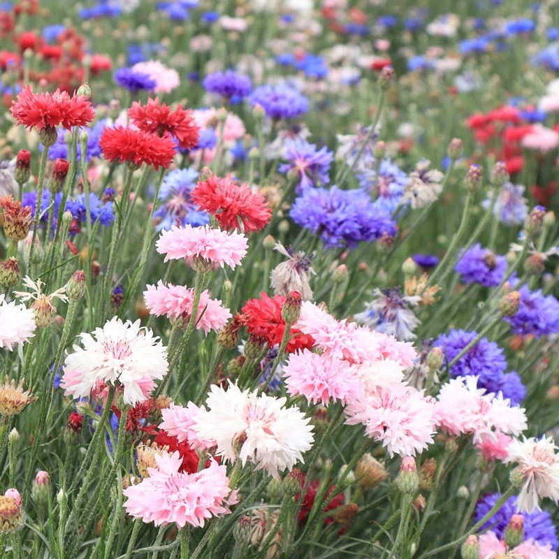 矢车菊花种四季易种蓝色矢车菊种子室外庭院绿化耐寒花卉种籽