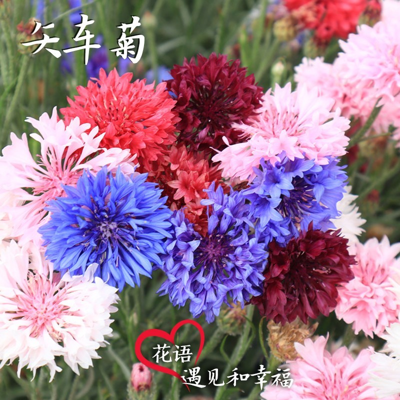 矢车菊花种四季易种蓝色矢车菊种子室外庭院绿化耐寒花卉种籽