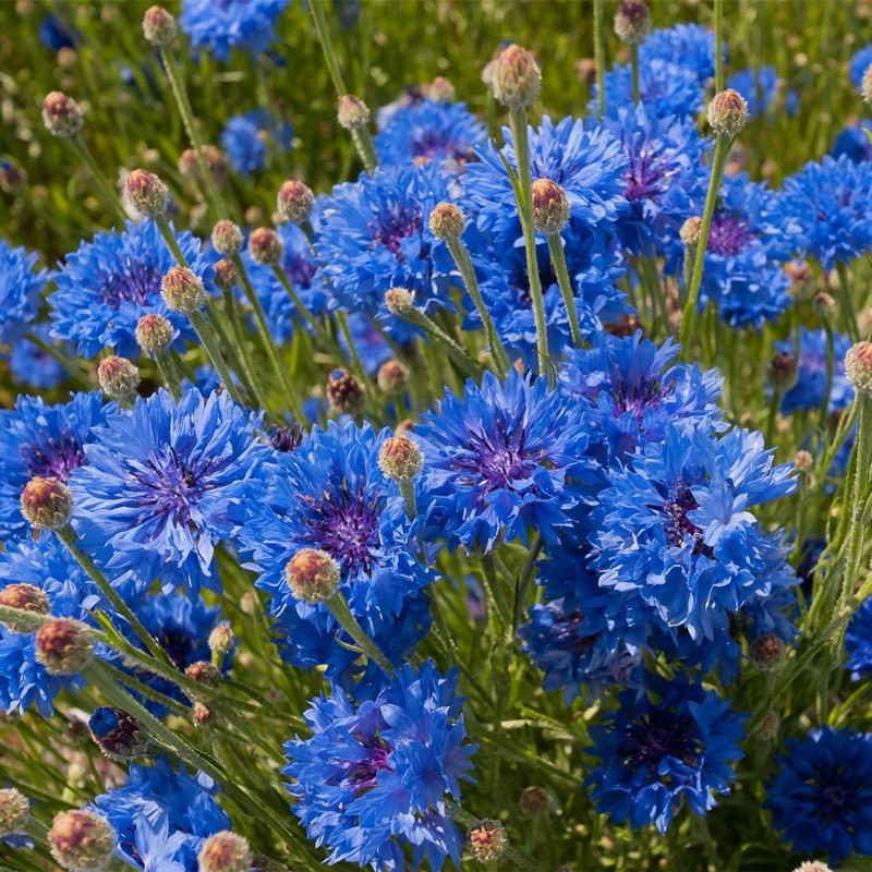 矢车菊花种四季易种蓝色矢车菊种子室外庭院绿化耐寒花卉种籽